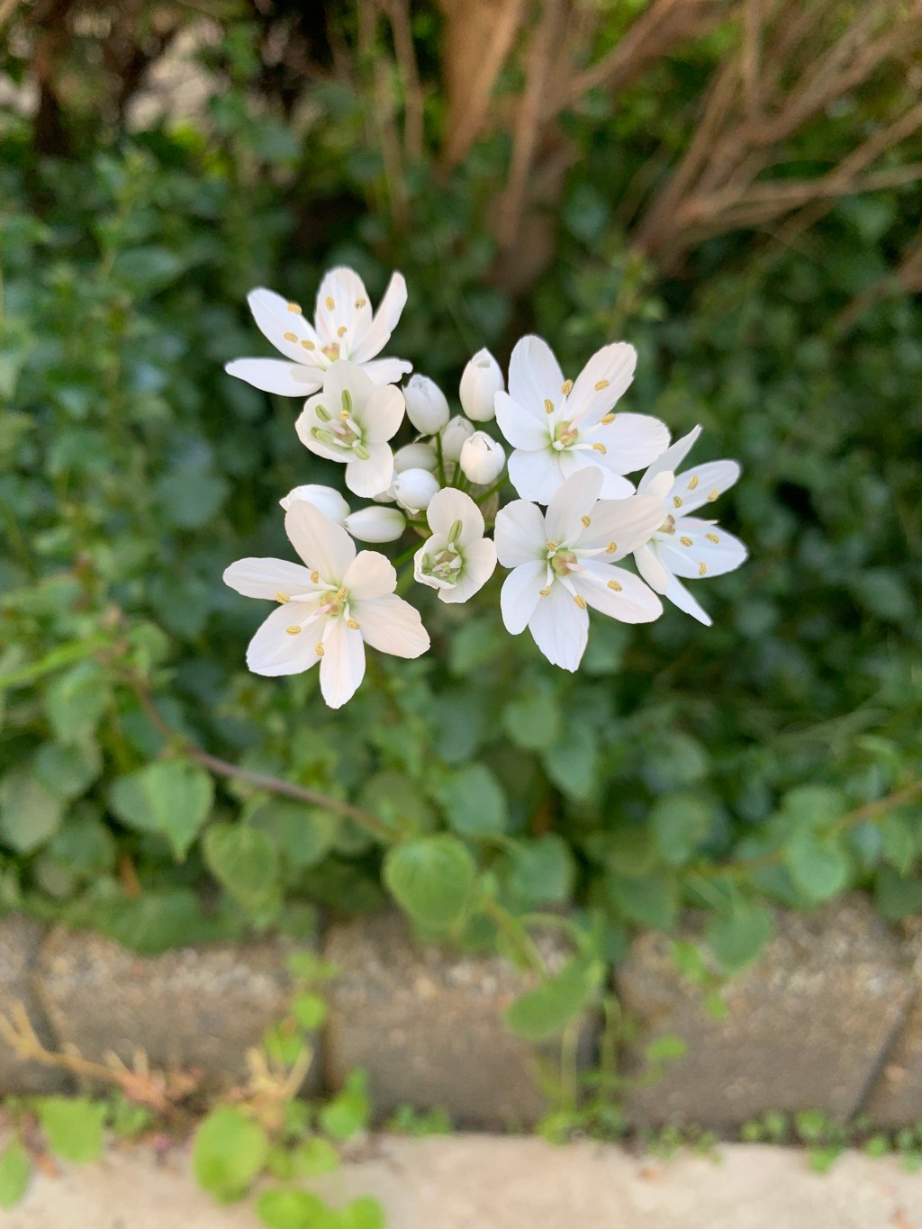 34. Tour de&nbsp;tuin